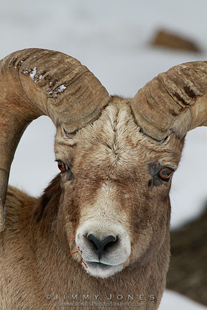 Northern Rockies Big Horn - CS/P0183