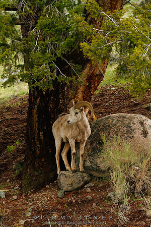 Northern Rockies Big Horn - CS/P0184