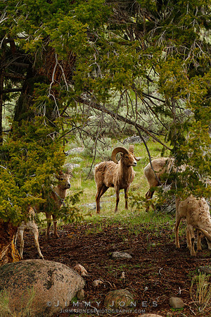 Northern Rockies Big Horn - CS/P0185
