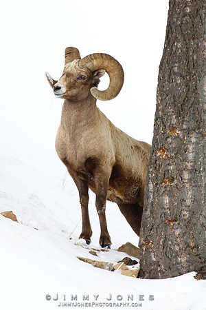 Northern Rockies Big Horn - CS/P0186