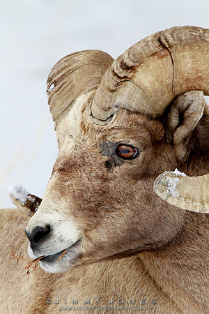 Northern Rockies Big Horn - CS/P0187