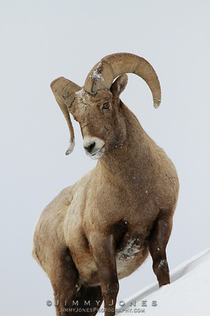 Northern Rockies Big Horn - CS/P0188