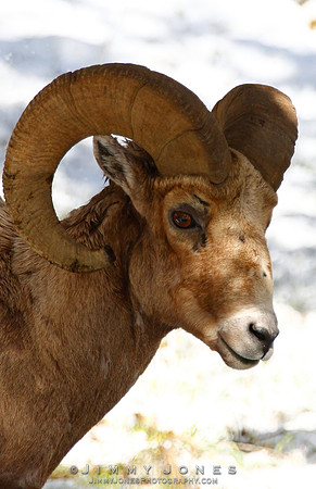 Northern Rockies Big Horn - CS/P0189