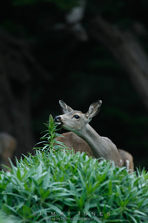 Mule Deer - CS/P0190