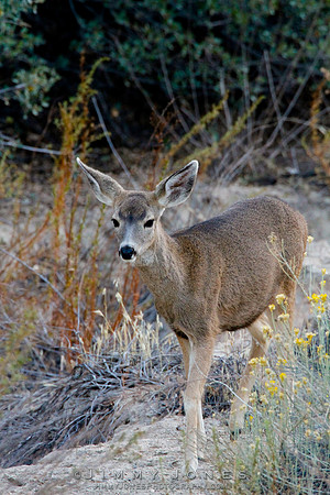 Mule Deer - CS/P0191