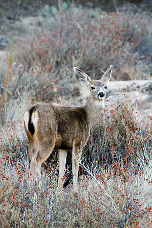 Mule Deer - CS/P0192