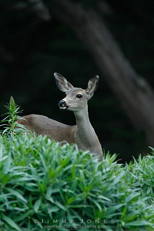 Mule Deer - CS/P0193