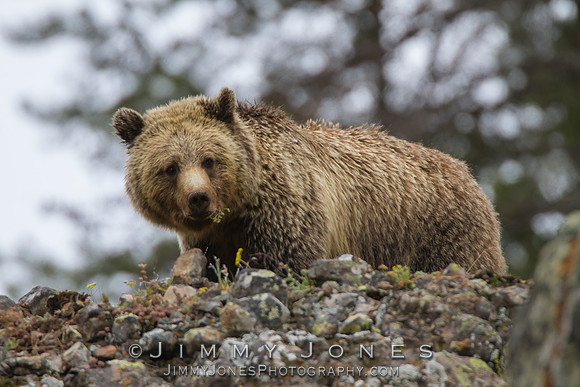 Grizzly Bear