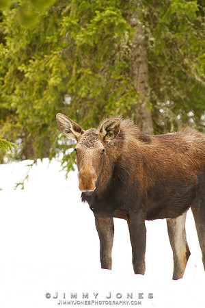 Moose - CS/P0181