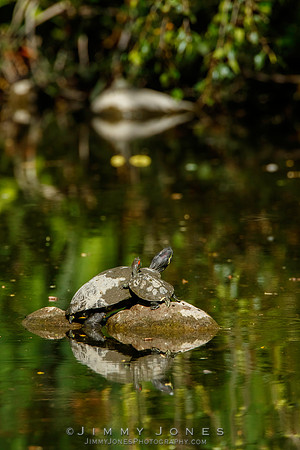 Red-eared sliders