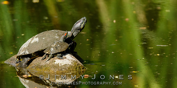 Red-eared sliders