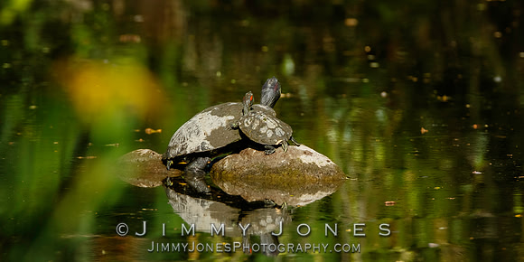 Red-eared sliders