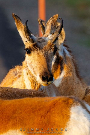 Pronghorn