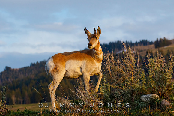 Pronghorn