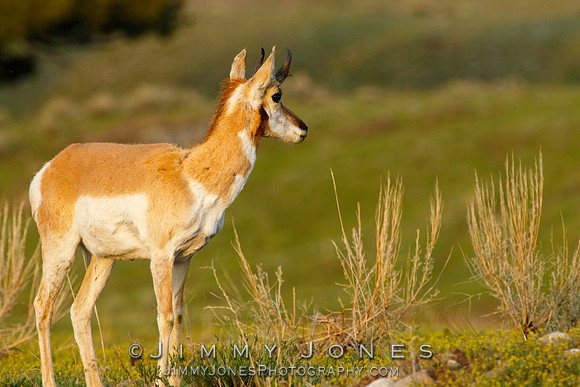 Pronghorn