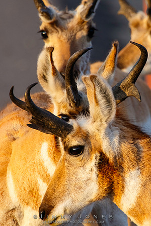 Pronghorn