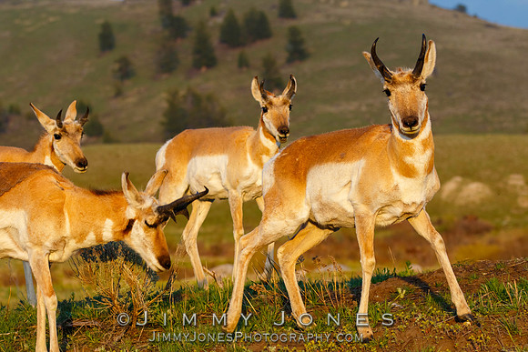 Pronghorn