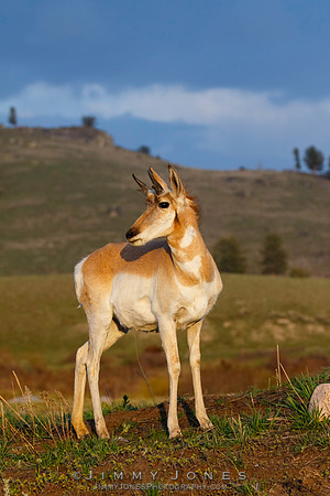 Pronghorn