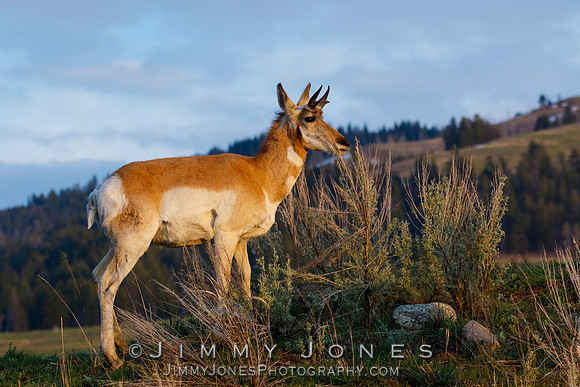 Pronghorn