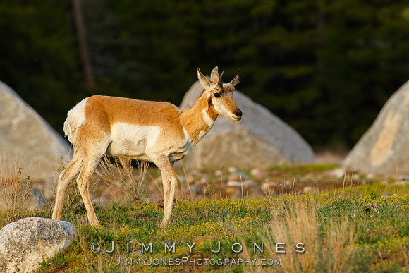 Pronghorn