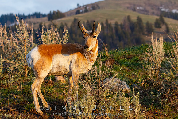 Pronghorn