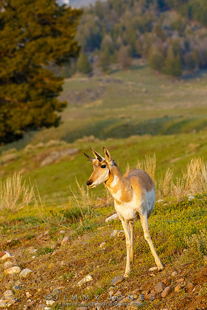 Pronghorn