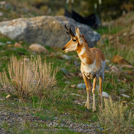 Pronghorn