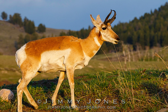 Pronghorn