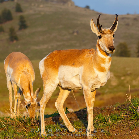 Pronghorn
