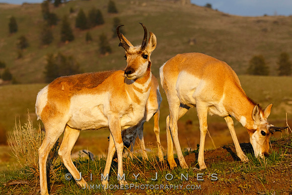 Pronghorn