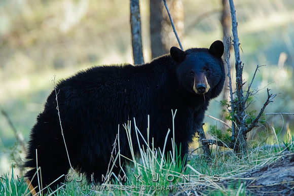 Black Bear