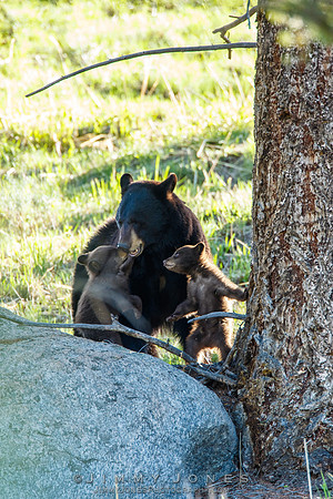 Black Bear Sow with Cubs