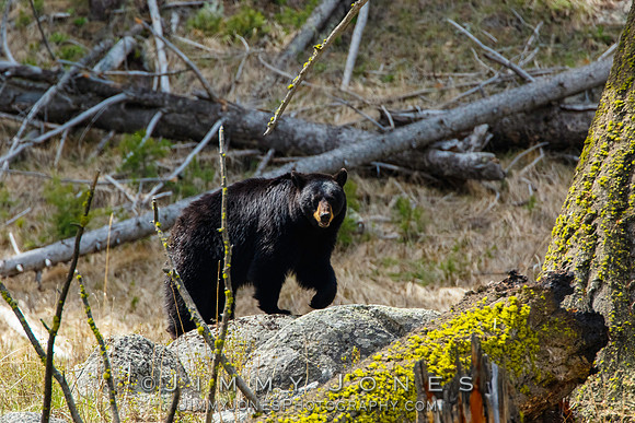 Black Bear