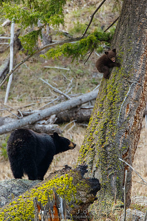Black Bear Sow with Cubs