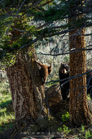 Black Bear Sow with Cub