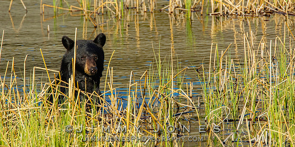 Black Bear