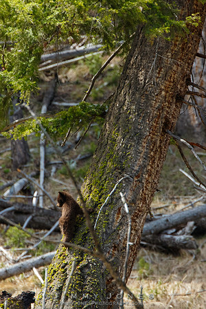 Black Bear Cub