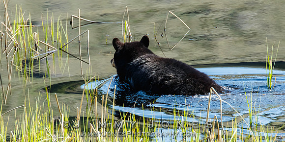 Black Bear Swimming