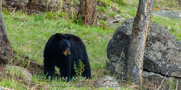 Black Bear
