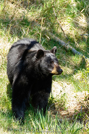 Black Bear