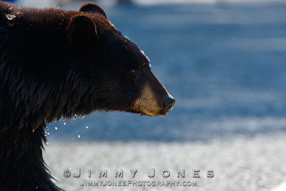 Black Bear
