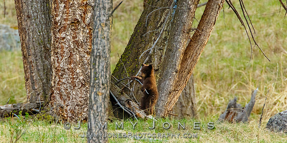 Black Bear Cub