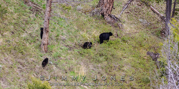 Black Bear Sow with Cubs