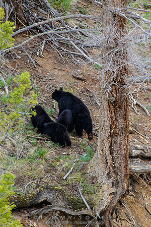Black Bear Sow with Cubs