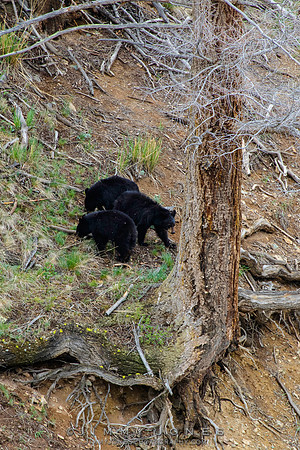 Black Bear Cubs