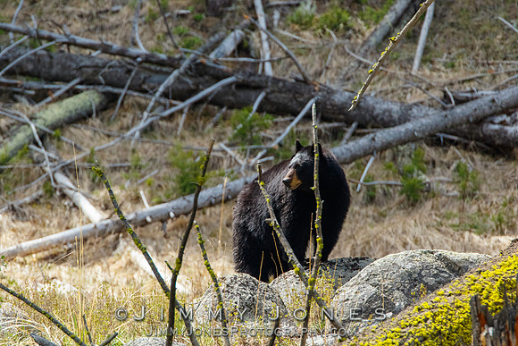 Black Bear