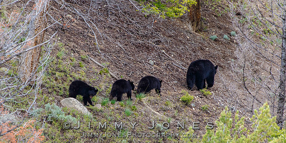 Black Bear Sow with Cubs