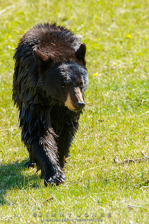 Black Bear