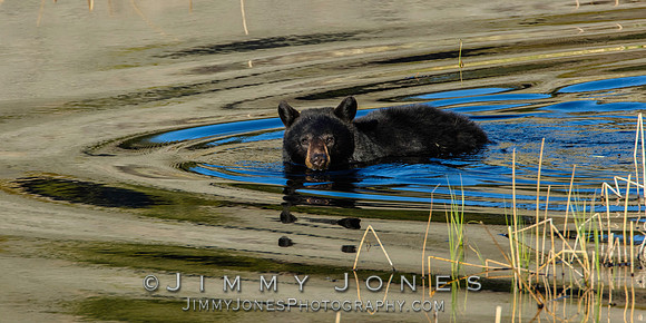 Black Bear Swimming