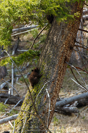 Black Bear Cub